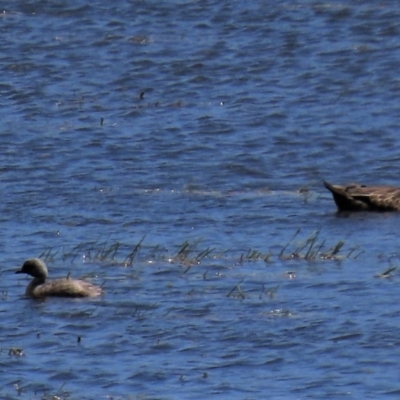 Poliocephalus poliocephalus (Hoary-headed Grebe) at Dry Plain, NSW - 6 Dec 2020 by AndyRoo
