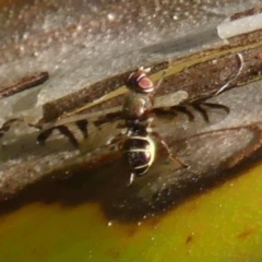 Lenophila sp. (Platystomatid fly) at Braemar, NSW - 27 May 2023 by Curiosity