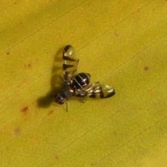 Lenophila sp. (Platystomatid fly) at Wingecarribee Local Government Area - 27 May 2023 by Curiosity