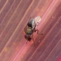 Pogonortalis doclea (Boatman fly) at Braemar, NSW - 3 Jun 2023 by Curiosity