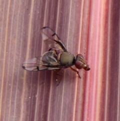 Pogonortalis doclea at Braemar, NSW - 3 Jun 2023