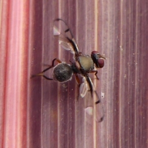 Pogonortalis doclea at Braemar, NSW - 3 Jun 2023