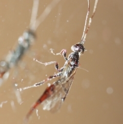 Monomachus antipodalis (A parasitic wasp) at Hughes, ACT - 8 Jun 2023 by LisaH