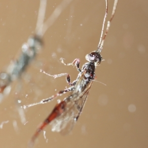 Monomachus antipodalis at Hughes, ACT - suppressed