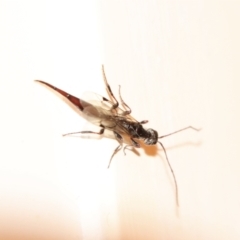 Monomachus antipodalis at Hughes, ACT - suppressed