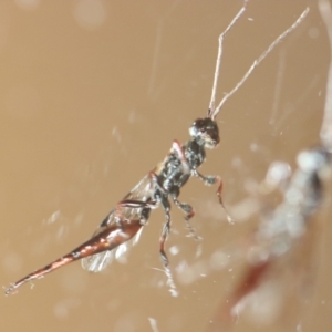 Monomachus antipodalis at Hughes, ACT - 8 Jun 2023