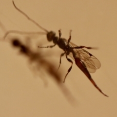 Monomachus antipodalis at Hughes, ACT - suppressed