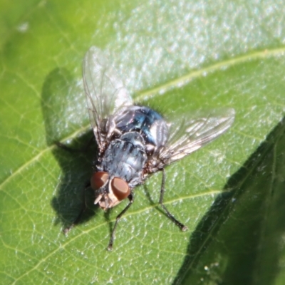 Calliphora vicina (European bluebottle) at Hughes Grassy Woodland - 1 Jun 2023 by LisaH