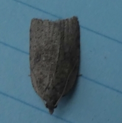 Meritastis (genus) (A Bell moth (Tortricinae)) at Boro, NSW - 4 Jun 2023 by Paul4K