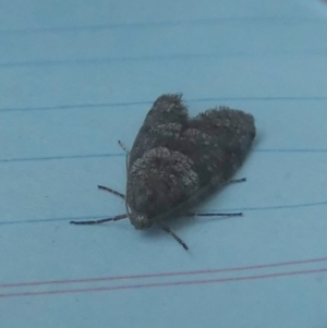 Lepidoscia adelopis, annosella and similar species at Boro, NSW - suppressed