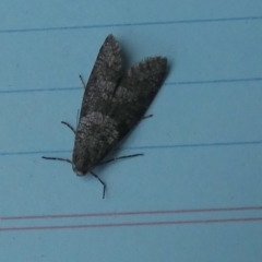 Lepidoscia adelopis, annosella and similar species at Boro, NSW - suppressed