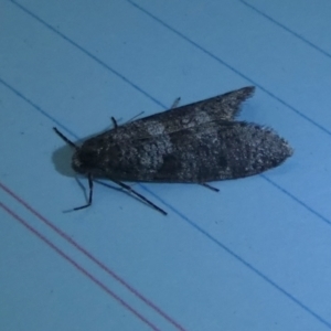 Lepidoscia adelopis, annosella and similar species at Boro, NSW - suppressed