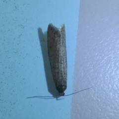 Lepidoscia (genus) ADULT (A Case moth) at Boro, NSW - 5 Jun 2023 by Paul4K