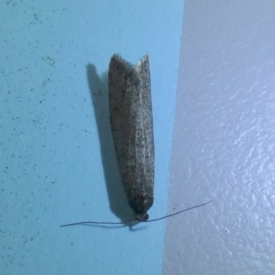 Lepidoscia (genus) ADULT (A Case moth) at QPRC LGA - 4 Jun 2023 by Paul4K