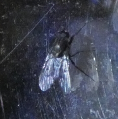 Helina sp. (genus) (Muscid fly) at Boro, NSW - 6 Jun 2023 by Paul4K