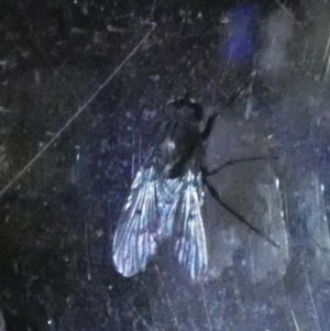 Helina sp. (genus) at Boro, NSW - suppressed