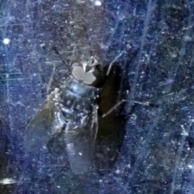 Calliphoridae (family) (Unidentified blowfly) at Boro - 6 Jun 2023 by Paul4K