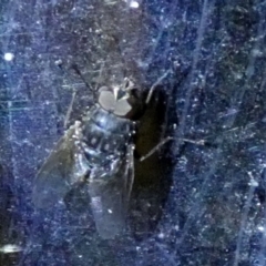 Calliphoridae (family) (Unidentified blowfly) at Boro, NSW - 6 Jun 2023 by Paul4K