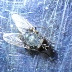 Calliphoridae (family) at Boro, NSW - suppressed