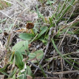 Solenogyne dominii at Boro, NSW - suppressed