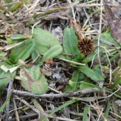 Solenogyne dominii at Boro, NSW - 6 Jun 2023