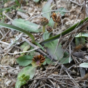 Solenogyne dominii at Boro, NSW - suppressed