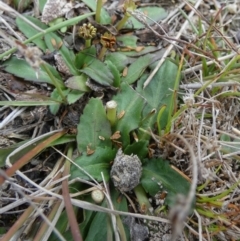 Solenogyne dominii at Boro, NSW - 6 Jun 2023