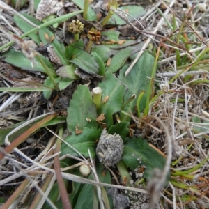 Solenogyne dominii at Boro, NSW - suppressed