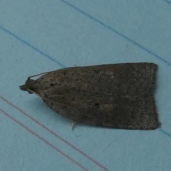 Meritastis (genus) (A Bell moth (Tortricinae)) at QPRC LGA - 6 Jun 2023 by Paul4K