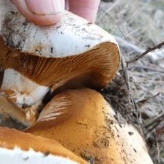 Austrocortinarius australiensis at Boro - 5 Jun 2023 by Paul4K