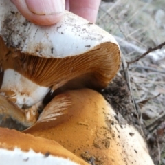 Unidentified Cap on a stem; gills below cap [mushrooms or mushroom-like] at Boro, NSW - 5 Jun 2023 by Paul4K