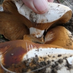 Austrocortinarius australiensis at Boro, NSW - suppressed