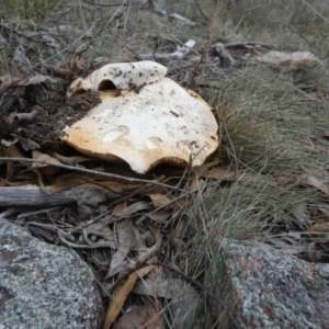Austrocortinarius australiensis at Boro, NSW - 6 Jun 2023