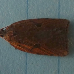 Meritastis (genus) at Boro, NSW - suppressed