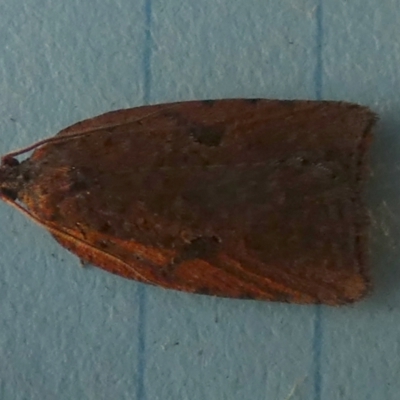 Meritastis (genus) (A Bell moth (Tortricinae)) at Boro, NSW - 7 Jun 2023 by Paul4K