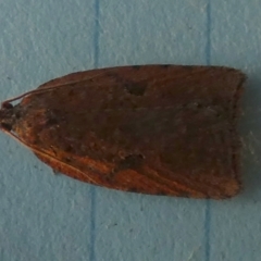 Meritastis (genus) (A Bell moth (Tortricinae)) at Boro, NSW - 6 Jun 2023 by Paul4K