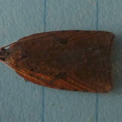 Meritastis (genus) (A Bell moth (Tortricinae)) at QPRC LGA - 6 Jun 2023 by Paul4K