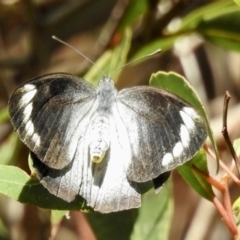 Delias nigrina (Black Jezebel) at Mortimers Paddock Bushland Reserve - 3 Jun 2023 by GlossyGal