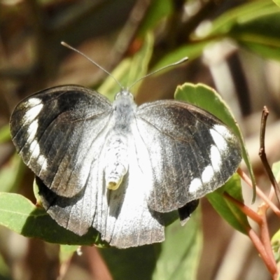 Delias nigrina (Black Jezebel) at Mortimers Paddock Bushland Reserve - 3 Jun 2023 by GlossyGal