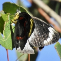 Delias nigrina at Mallacoota, VIC - 3 Jun 2023 12:42 PM