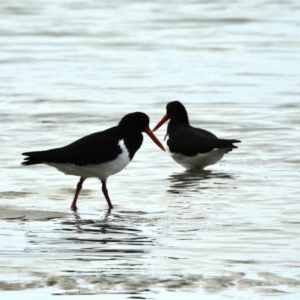 Haematopus longirostris at Mallacoota, VIC - 3 Jun 2023