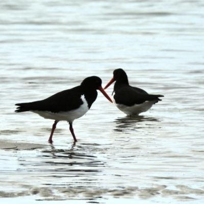 Haematopus longirostris (Australian Pied Oystercatcher) at Mallacoota, VIC - 3 Jun 2023 by GlossyGal