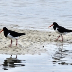 Haematopus longirostris at Mallacoota, VIC - 3 Jun 2023