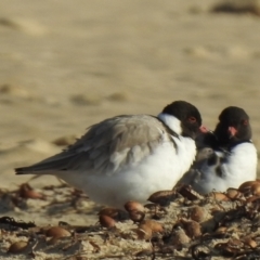 Charadrius rubricollis (Hooded Plover) by GlossyGal