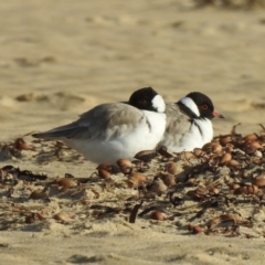 Charadrius rubricollis at suppressed - 6 Jun 2023