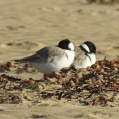 Charadrius rubricollis at suppressed - suppressed