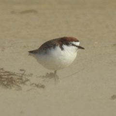 Charadrius ruficapillus (Red-capped Plover) at Mallacoota, VIC - 6 Jun 2023 by GlossyGal