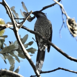 Anthochaera chrysoptera at Mallacoota, VIC - 6 Jun 2023