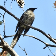 Anthochaera chrysoptera at Mallacoota, VIC - 6 Jun 2023