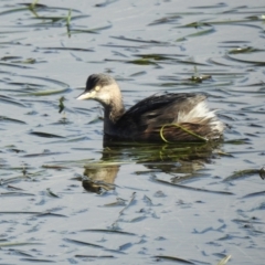 Tachybaptus novaehollandiae (Australasian Grebe) at Mallacoota, VIC - 6 Jun 2023 by GlossyGal